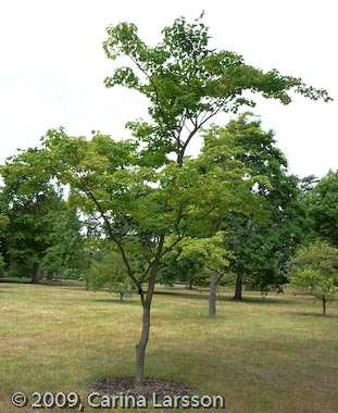 Acer oliveranium